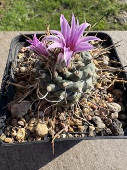 Turbinicarpus alonsoi